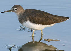 Green Sandpiper