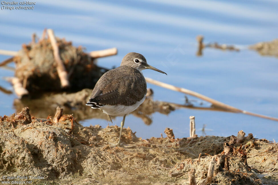 Green Sandpiper