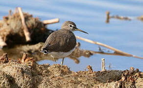 Green Sandpiper