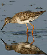 Common Redshank