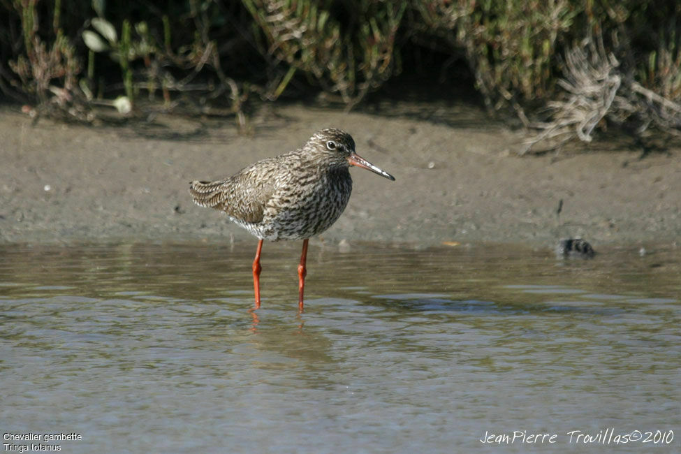 Common Redshank, identification