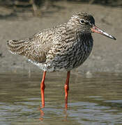 Common Redshank