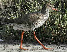 Common Redshank