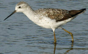 Marsh Sandpiper