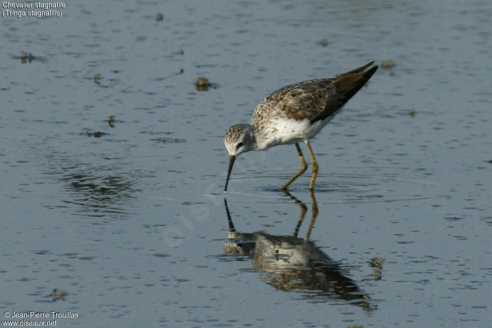 Marsh Sandpiper