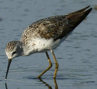 Marsh Sandpiper