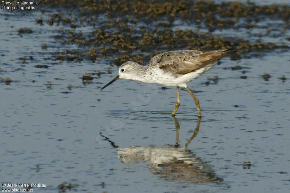 Marsh Sandpiper