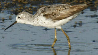 Marsh Sandpiper