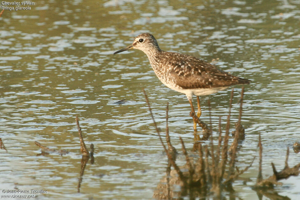 Wood Sandpiper