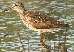 Wood Sandpiper