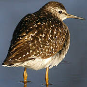 Wood Sandpiper