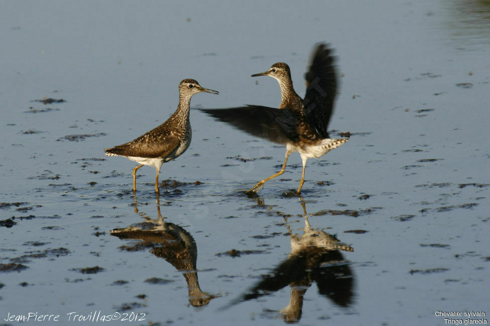 Wood Sandpiper, Behaviour