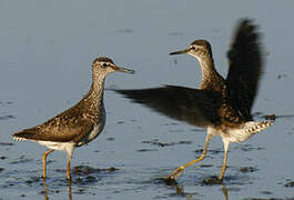 Wood Sandpiper