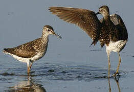 Wood Sandpiper