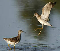 Wood Sandpiper