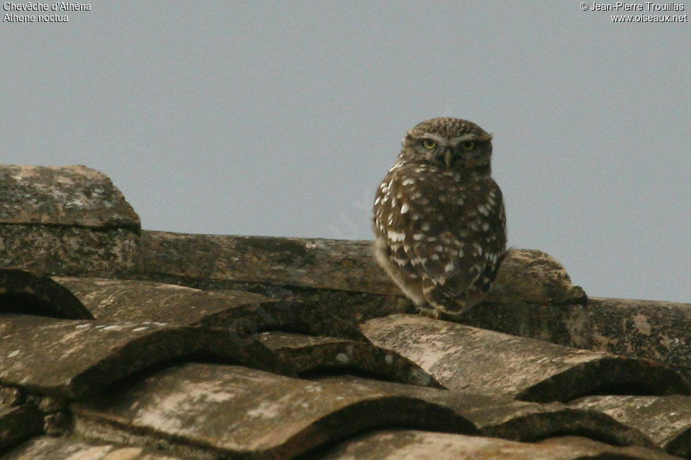 Little Owl