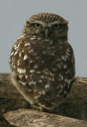 Little Owl