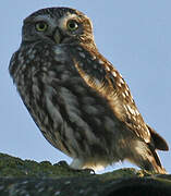 Little Owl