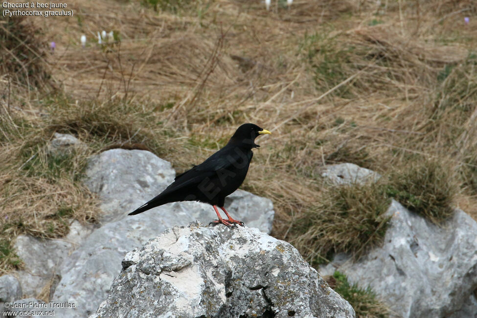 Alpine Chough