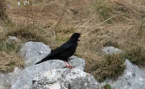 Alpine Chough