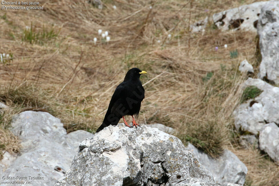 Alpine Chough