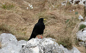 Alpine Chough