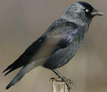 Western Jackdaw