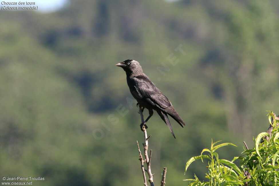 Western Jackdaw