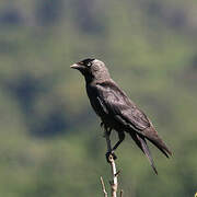 Western Jackdaw