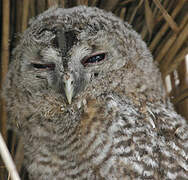 Tawny Owl