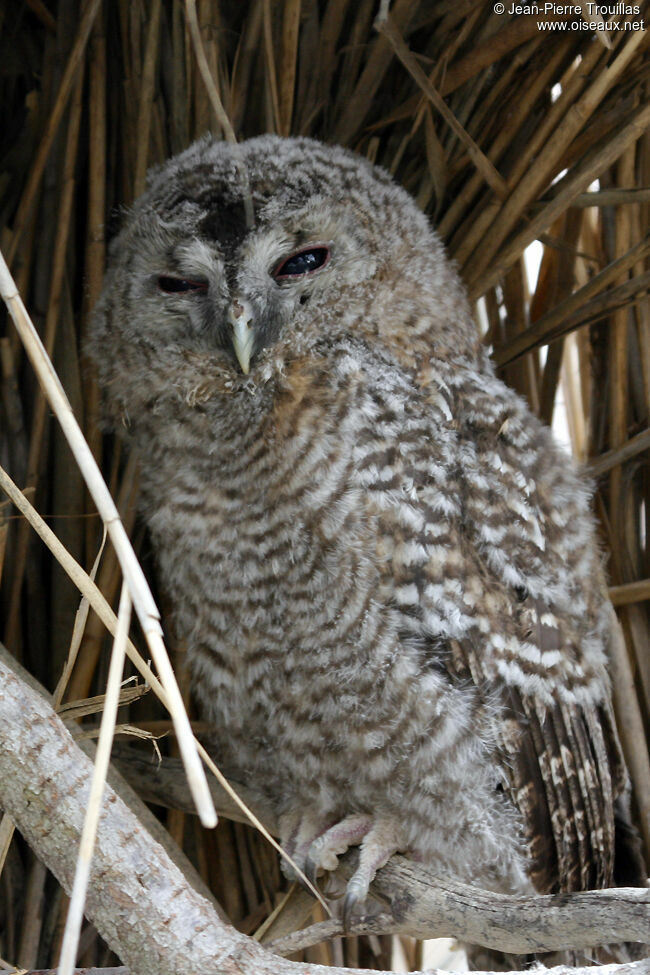 Tawny Owljuvenile