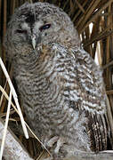 Tawny Owl