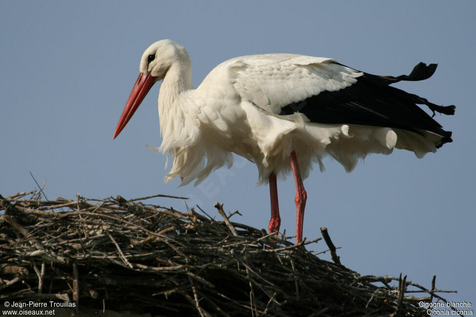 Cigogne blancheadulte