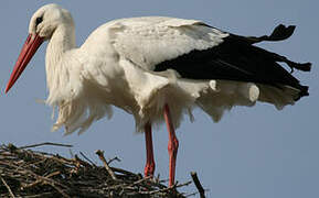 Cigogne blanche