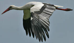 White Stork