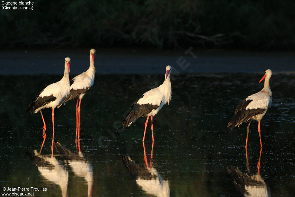 Cigogne blanche