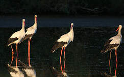 Cigogne blanche