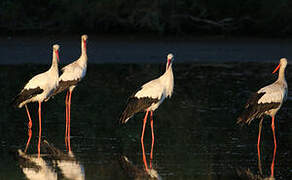 White Stork