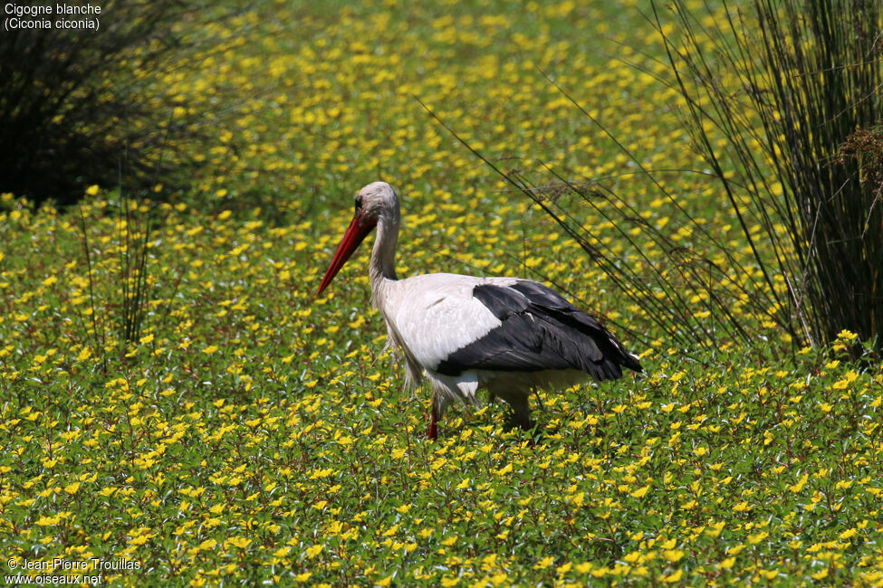 White Stork