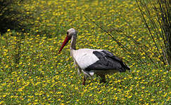 Cigogne blanche