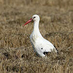 Cigogne blanche