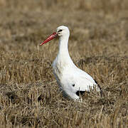 White Stork