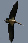 Black Stork