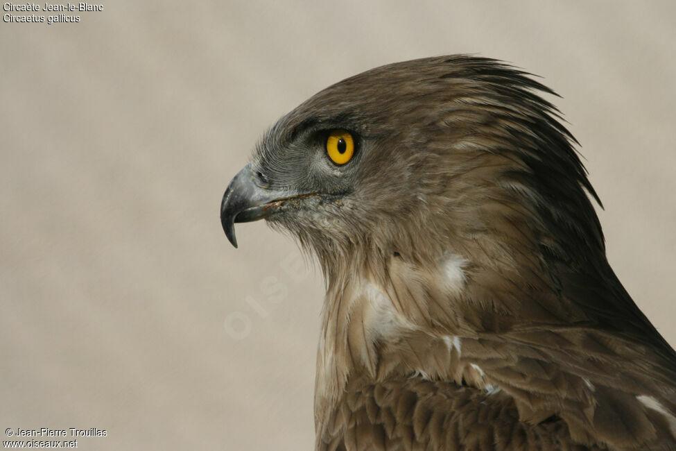 Short-toed Snake Eagle