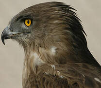 Short-toed Snake Eagle