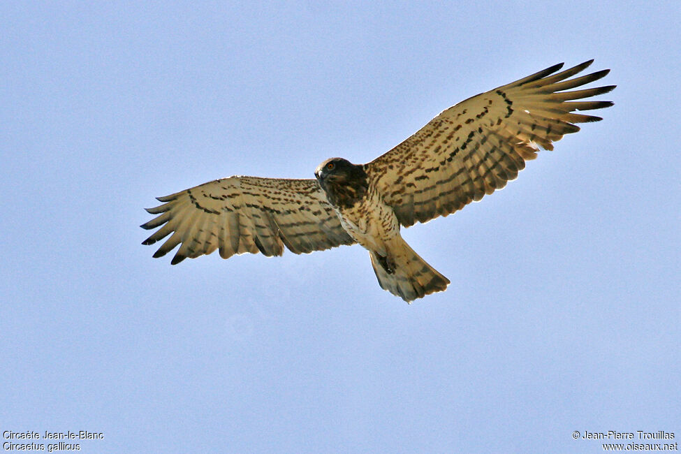 Short-toed Snake Eagle