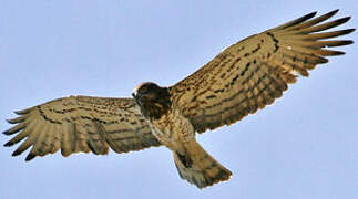 Short-toed Snake Eagle