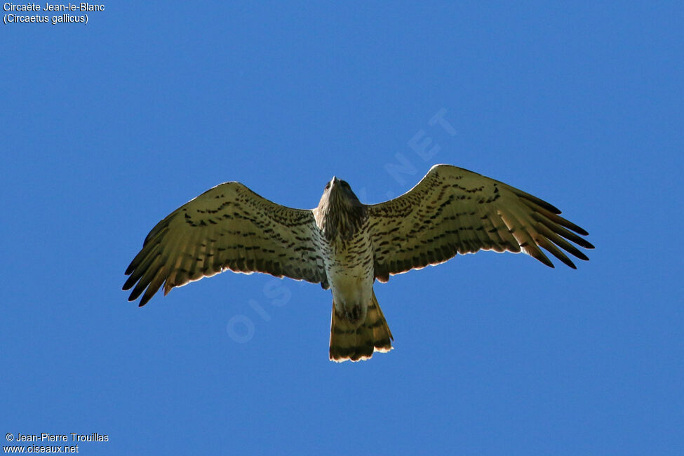 Short-toed Snake Eagle