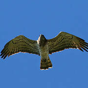 Short-toed Snake Eagle