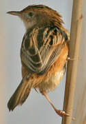 Zitting Cisticola